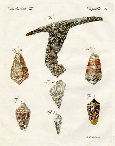 Illustratie van schelpen, 1790 door Jacob Xavier Schmuzer